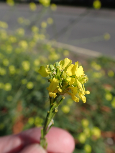 Hirschfeldia incana