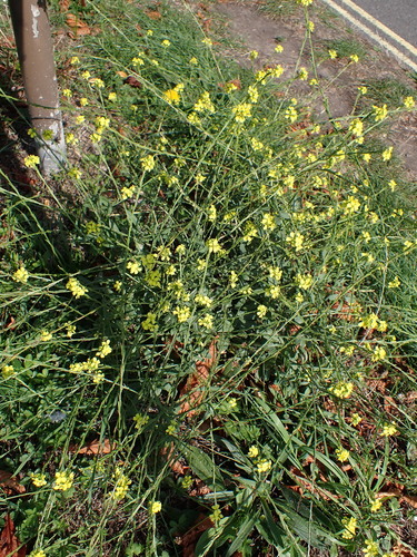 Hirschfeldia incana, photograph 3