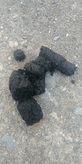 Ursus arctos horribilis