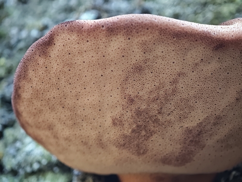 Beefsteak Polypore