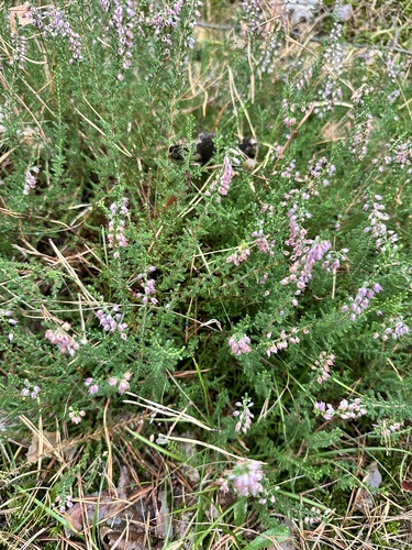 common heather