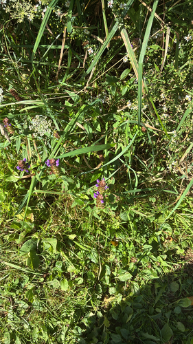 common selfheal