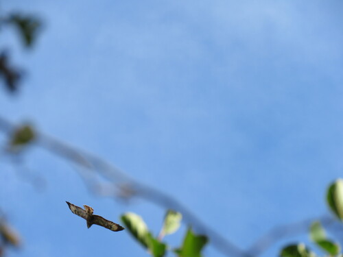 Common Buzzard