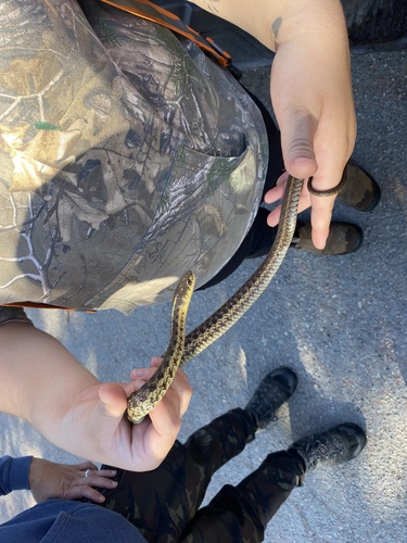 Common Garter Snake