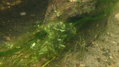 Lemna trisulca