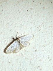 Idaea bonifata