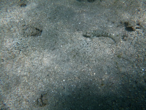 Gnatholepis anjerensis observed 2026-09-25