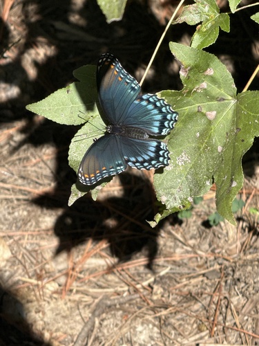 Red-spotted Admiral