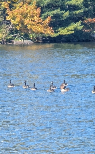 Canada Goose