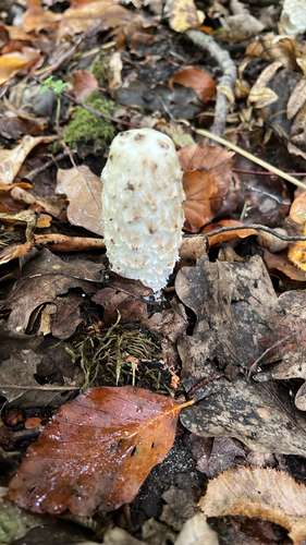 Shaggy Mane