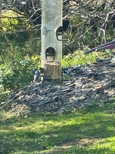 Black-capped Chickadee
