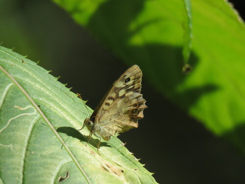 Speckled Wood