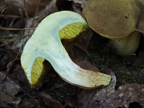 Suede Bolete