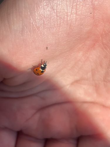 Seven-spotted Lady Beetle