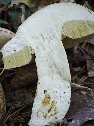 Summer Bolete