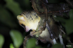 Microcebus lehilahytsara