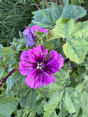 Common Mallow