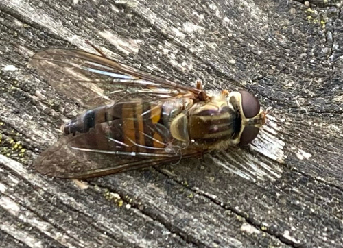 Marmalade Hover Fly