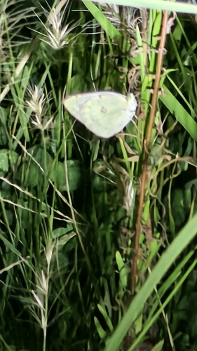Colias poliographus