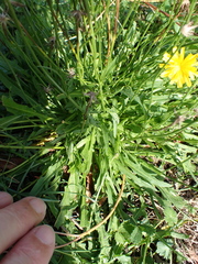 Scorzoneroides autumnalis, photograph author not stated, no rights reserved