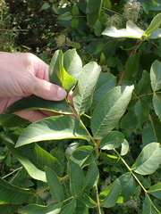 Juglans regia, photograph author not stated, no rights reserved