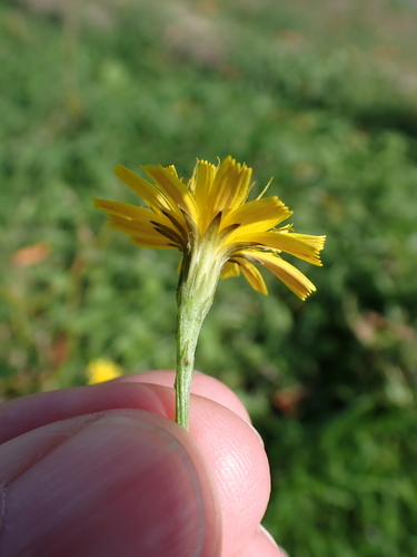 Scorzoneroides autumnalis, photograph 1