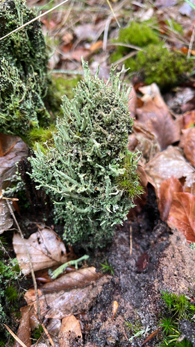Powdered Funnel Lichen