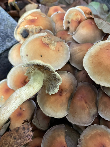 Sulphur Tuft