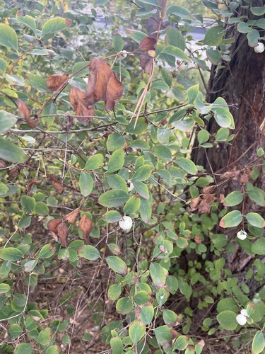 Common Snowberry