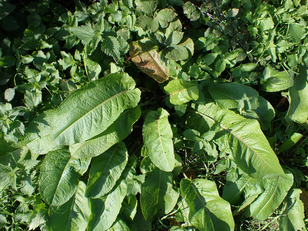Rumex obtusifolius; photograph author not stated, no rights reserved