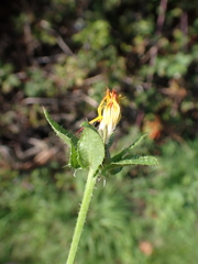 Helminthotheca echioides, photograph author not stated, no rights reserved