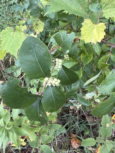 Western Snowberry