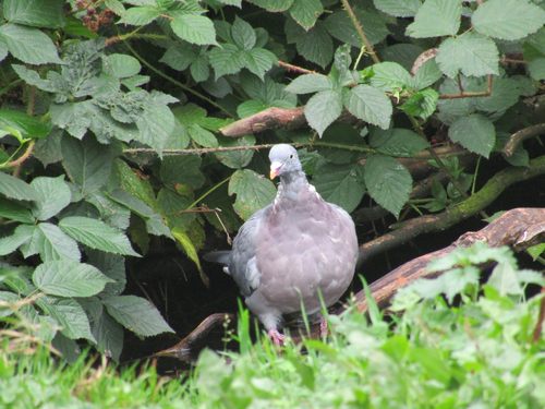 Common Wood-Pigeon