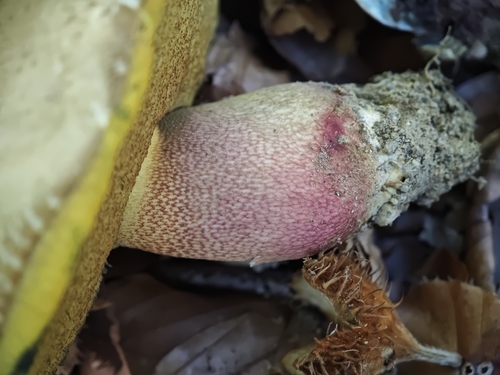 Bitter Beech Bolete