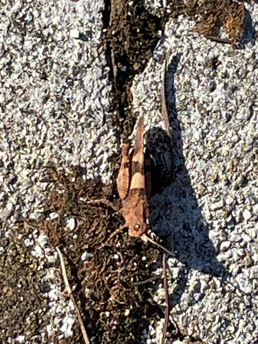 Blue-winged Grasshopper
