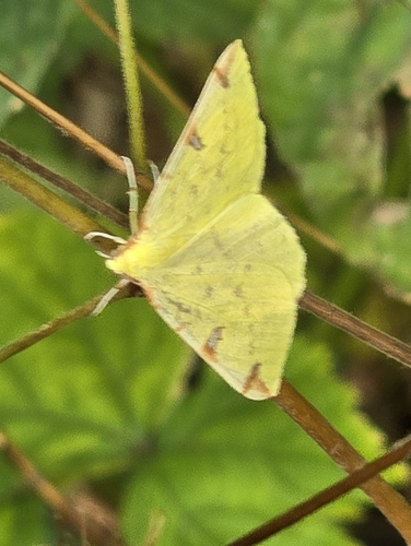 Brimstone Moth