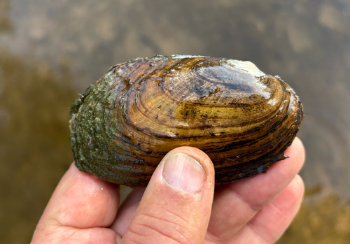 Flutedshell