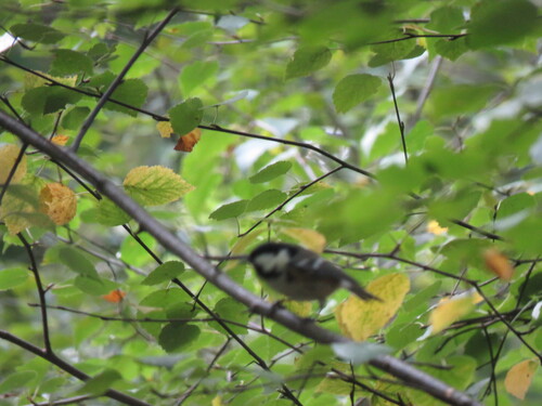 Coal Tit