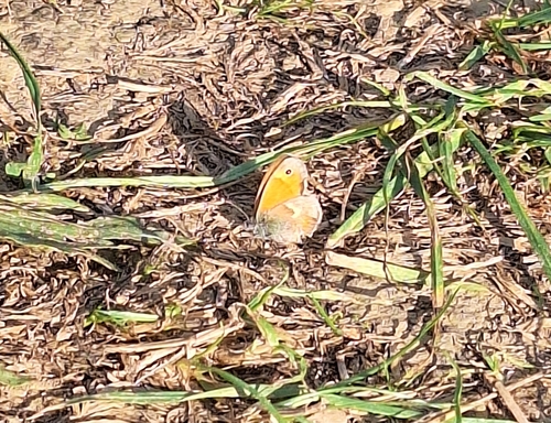 Small Heath