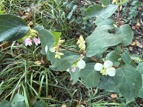 Common Snowberry