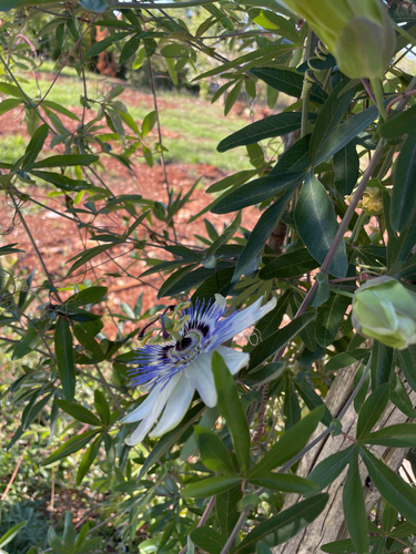 Bluecrown passionflower