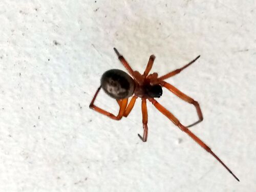 Noble False Widow