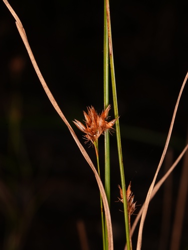 Rhynchospora alba, photograph 5