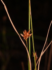 Rhynchospora alba, photograph author not stated, no rights reserved