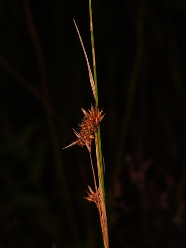 Rhynchospora alba, photograph 6