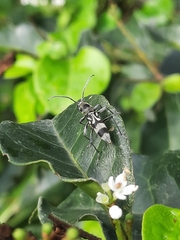 Chlorophorus macaumensis