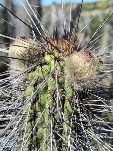 Eulychnia breviflora, photograph 2