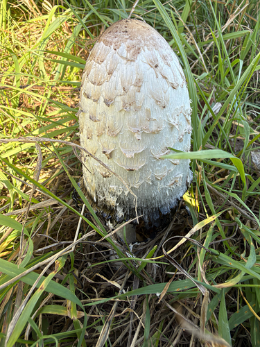 Shaggy Mane