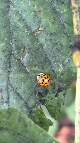 Asian Lady Beetle