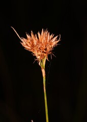 Rhynchospora alba, photograph author not stated, no rights reserved